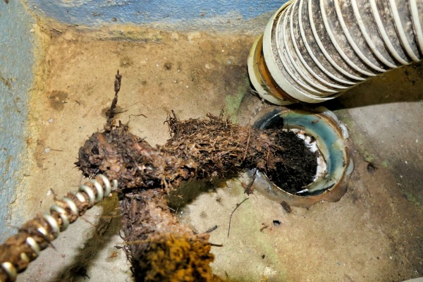 drain snake removing roots from clogged pipe