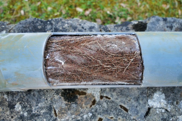 tree roots blocking drain pipe