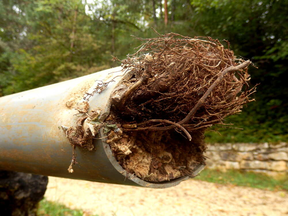 tree roots clogging underground drain pipe
